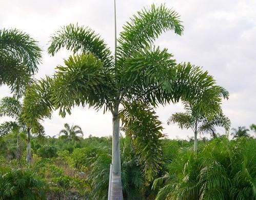 Natural Foxtail Palm Plant