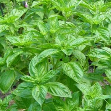 Optimum Quality Lemon Basil Plant