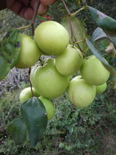 Green Apple Ber Plant