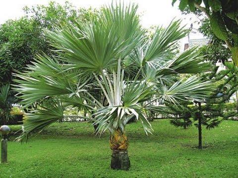 Bismarkia Palm 