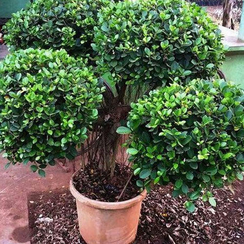 Ficus Panda For Decoration