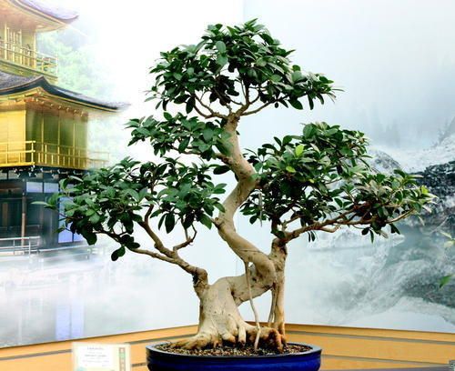 Ficus Ratoosa Plant