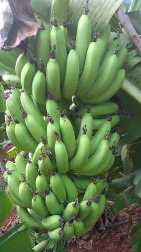 Green Banana