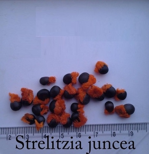 Strelitzia Reginae Seeds