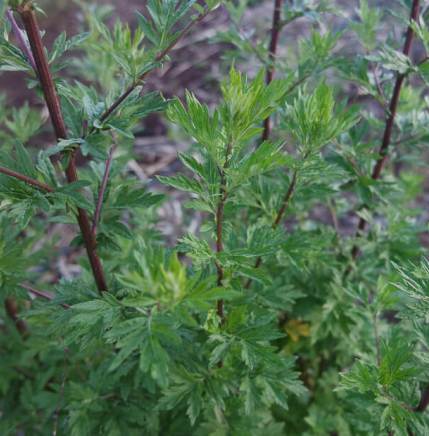 Armoise Mugwort Essential Oils