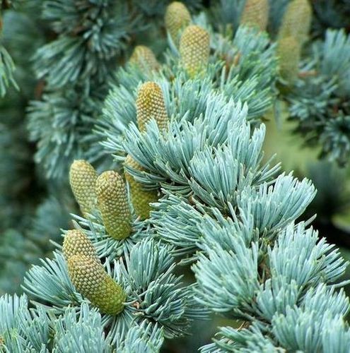 Atlas Cedar Oils