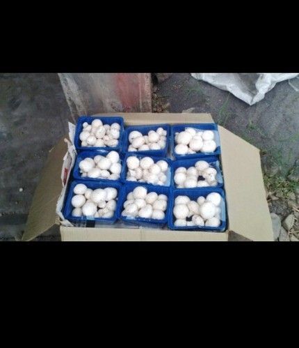 Button Mushroom - Fresh Quality Button Mushroom, Safe for Health, Rich in Nutrients, Ideal for Culinary and Medicinal Uses