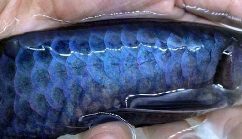 Blue Arowana Fishes