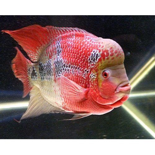 Automatic Flower Horn Fish