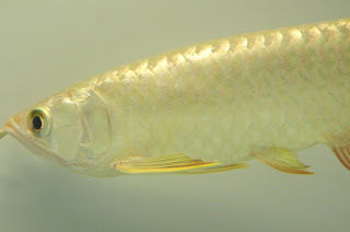 Gold Cross Back Arowana Fish