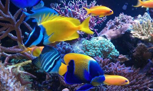 Highly Attractive Aquarium Fish
