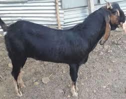 Kota Goat - Premium Quality, Exceptional Health Benefits | Highly Preferred by Clients