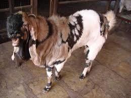 Totapari Goat