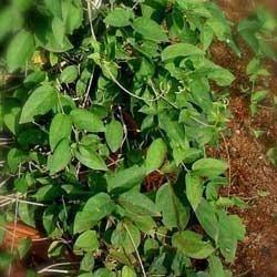 जिमनेमिया लीफ एक्सट्रैक्ट्स