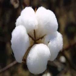 Comfortable Raw Cotton Fiber