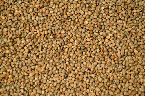 Pearl Millet (Bajra)