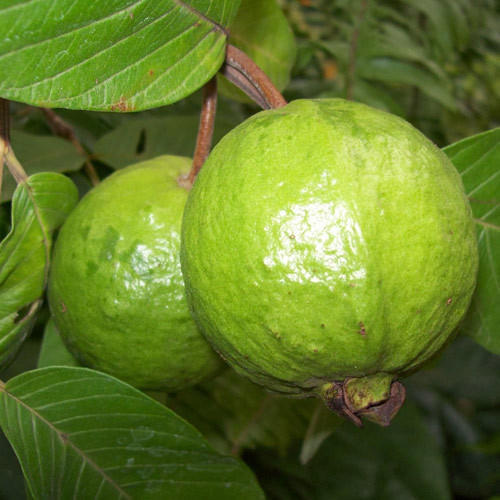 Fresh Green Guava