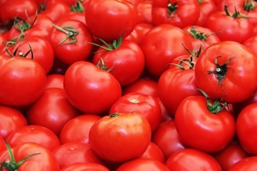 New Cultivated Fresh Tomatoes