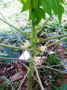 Ice Berry Papaya Plant