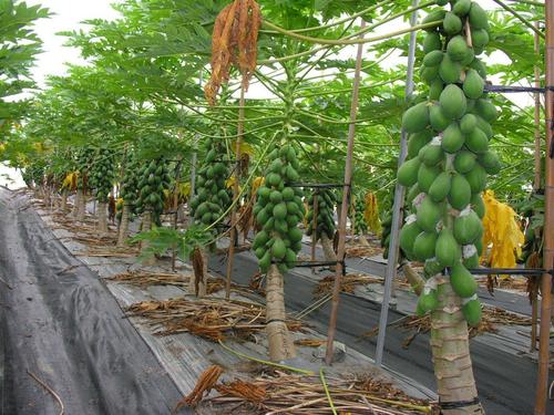 Ice Berry Plant Papaya
