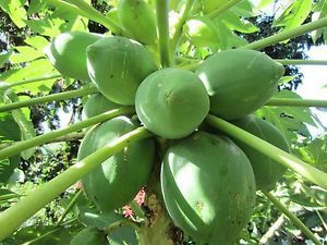 Red Lady 786 Papaya Plant