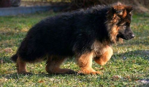 Cute German Shepherd Puppy