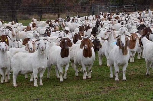 Full Blood Boer Goats