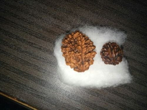 Genuine Quality Rudraksha Beads