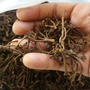 Indonesia Cloves Stem