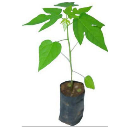 Sapna Hybrid F1 Papaya Plant