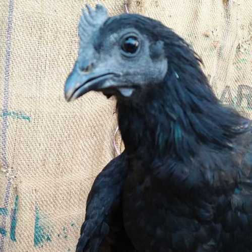 Black Kadaknath Hen