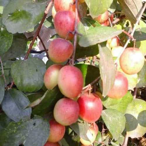 Sundori Apple Ber Plants