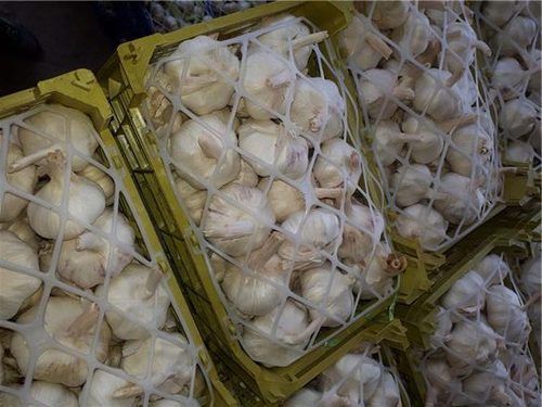 Farm Fresh White Garlic