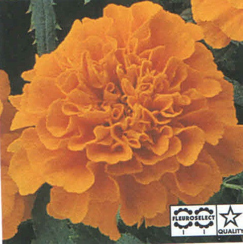 PanAm Premium High Quality Marigold French Gate Golden 1K De-tailed Seeds