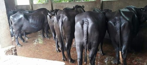 Fully Vaccinated Murrah Buffalo