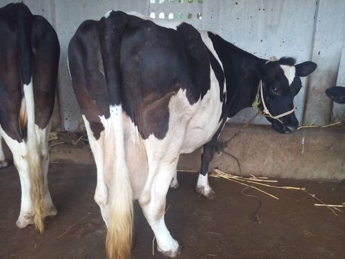 Holstein Friesian Cow at Best Price in Palakkad, Kerala | Enterprise
