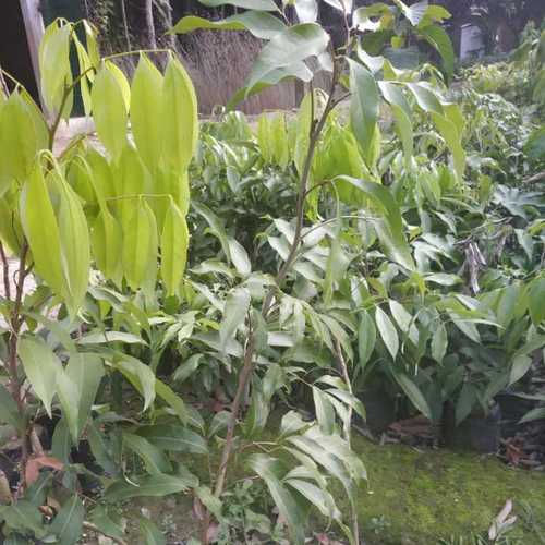 Hybrid Litchi Plants