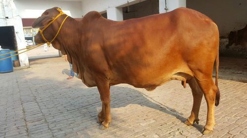 Pure Breed Sahiwal Dairy Cow