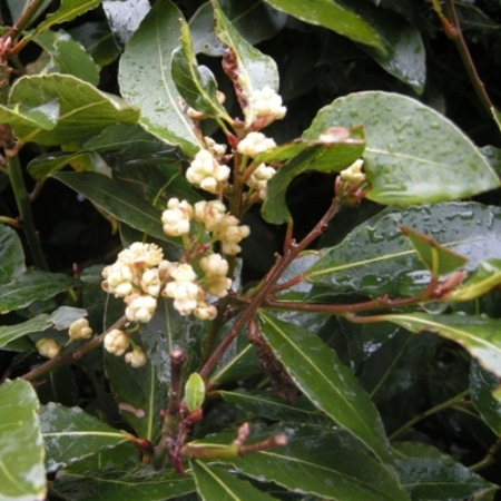 Bay Essential Oils