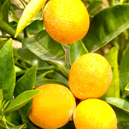 Bergamot Natural Blend Essential Oils - Cold-Pressed Fruit Peel, Yellowish Green, Thin Liquid | Pure Fragrance, Natural Blend, Therapeutic Grade, Versatile Uses, Relaxing Aroma, Glass Bottle, 24 Months Shelf Life