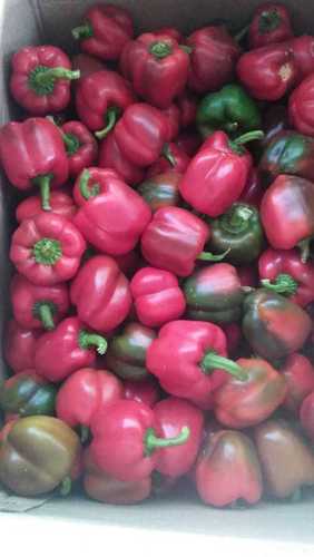 Yellow and Red Capsicum - 150 to 180 Grams, 15 KG Cardboard Box Packing | 100% Advance Payment Required