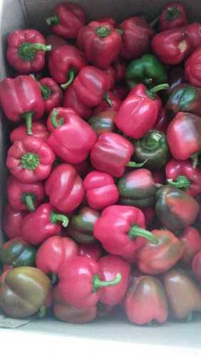 Red Chili at best price in Visakhapatnam by Sonaxo Private Limited