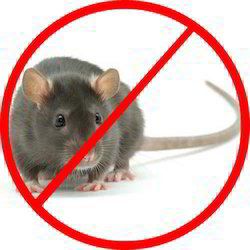 Rodent Control Service By Pest Cure Incorporation