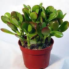 Crassula Plant