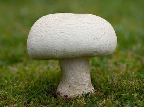 Fine Fresh Button Mushroom - Thumbnail Sized, White and Brown Varieties | Smooth Caps, Trusted Quality, Fast-Growing Supplier