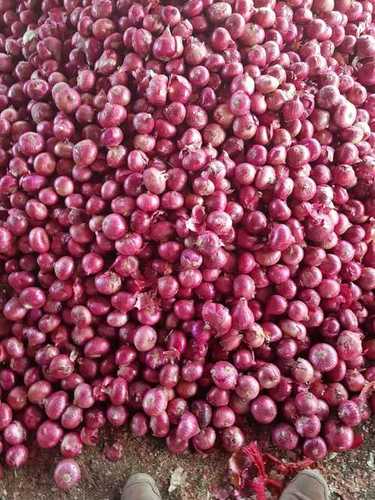 Fresh And Hygienic Red Onions