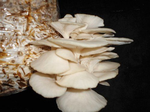 Florida Oyster Mushroom