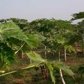 Organic Fresh Papaya Leaves