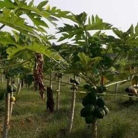 Organic Papaya Fruit