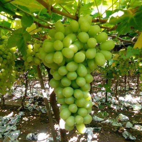 Best Price Fresh Green Grapes